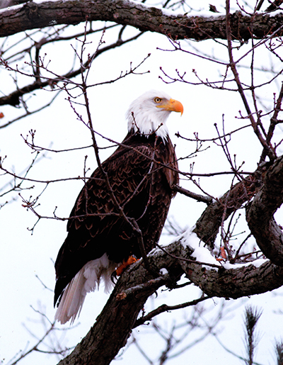 Bald Eagle picture taken by Susan Tunnicliffe